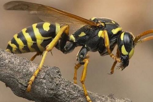 Iseng Sarangnya Diusik, Pria di Sidoarjo Dilarikan ke RS Disengat Ratusan Tawon