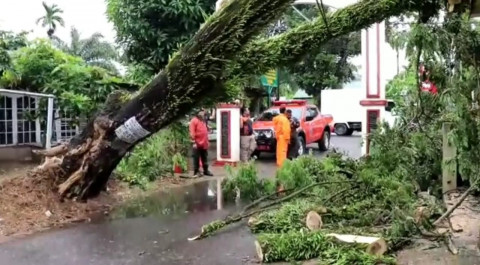 Padang Diterjang Badai, Pohon Tumbang di 13 Lokasi