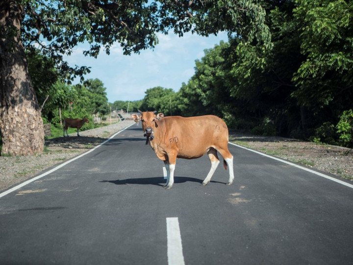 Kementan Tetapkan 6 Kabupaten Terjangkit Wabah PMK Hewan