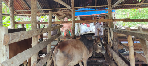 30 Sapi di Aceh Besar Terindikasi Terkena PMK
