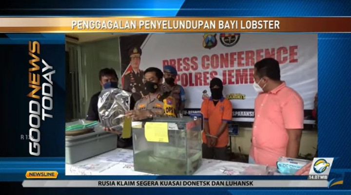 Polres Jember Gagalkan Jual-Beli Ratusan Benih Lobster