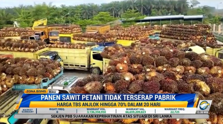 Harga TBS Sawit Anjlok Hingga 70 Persen