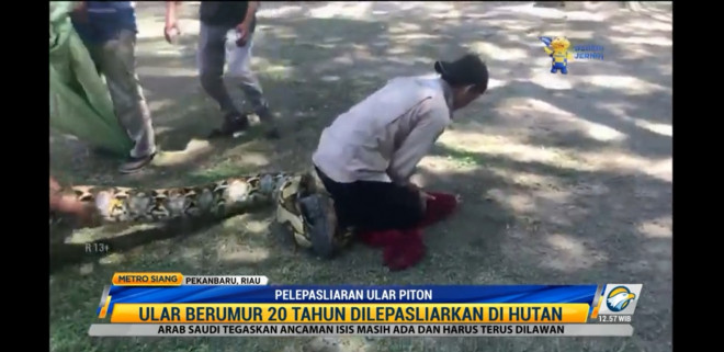 Pelepasliaran ular piton. Foto: Dok/Metro TV