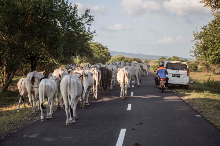Pemerintah Gerak Cepat Cegah Penyebaran PMK di Jawa Tengah