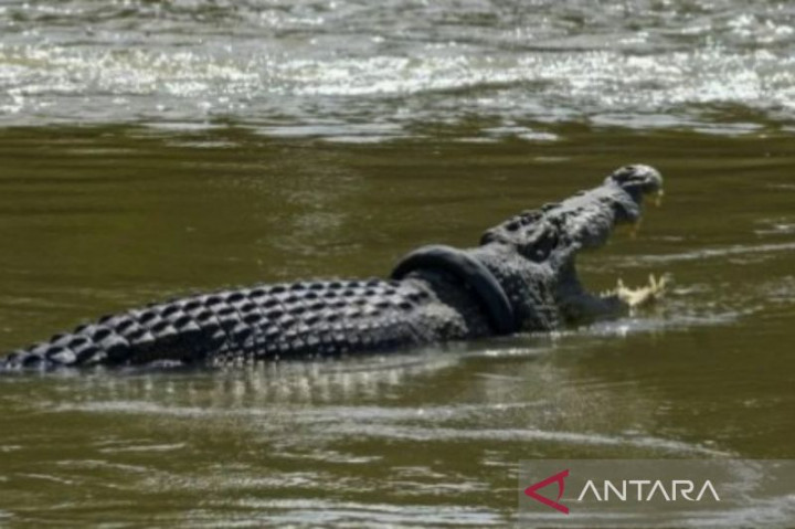 Warga Kupang Diimbau Waspada Aktivitas di Pesisir Pantai Antisipasi Serangan Buaya