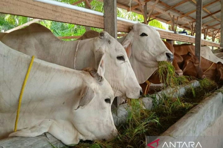 Kecamatan Bubulu Berpotensi Hasilkan 10 Ton per Hari Pupuk Organik