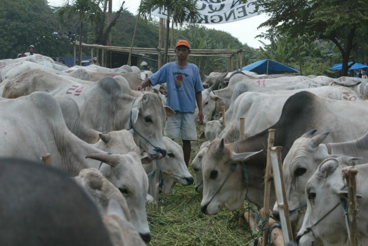 Kasus PMK Ditemukan di Kulon Progo