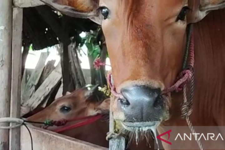 Ratusan Sapi di Bangka Suspek PMK