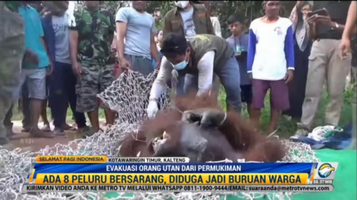 Orang Utan Dievakuasi dari Kebun Warga di Kotawaringin