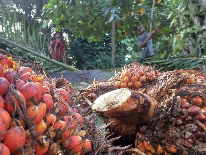 Moratorium Ekspor CPO Dinilai Bisa Menstabilkan Harga Minyak Goreng