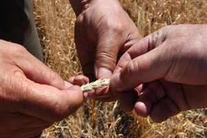 Siap-siap! India Bakal Izinkan Pengiriman Gandum Keluar Negeri