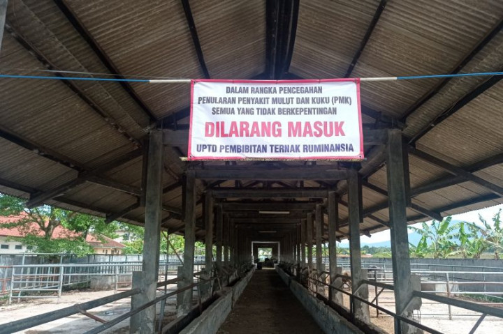 Pembibitan Kerbau dan Sapi di Lebak Disetop Sementara Cegah PMK