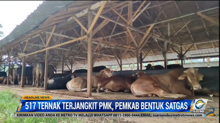 517 Ternak Terjangkit PMK, Pemkab Garut Bentuk Satgas