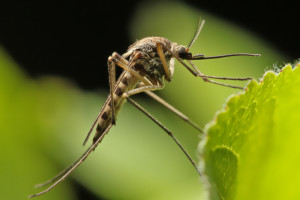 7 Tanaman Ini  Ampuh Usir Nyamuk di Halaman Rumah