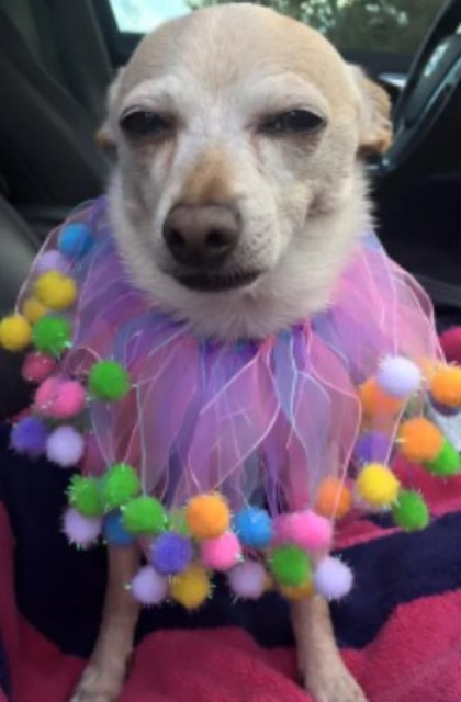 TobyKeith Si Chihuahua, Anjing Tertua yang Masih Hidup Sampai Tahun 2022