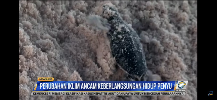 Perubahan Iklim Ancam Keberlangsungan Hidup Penyu