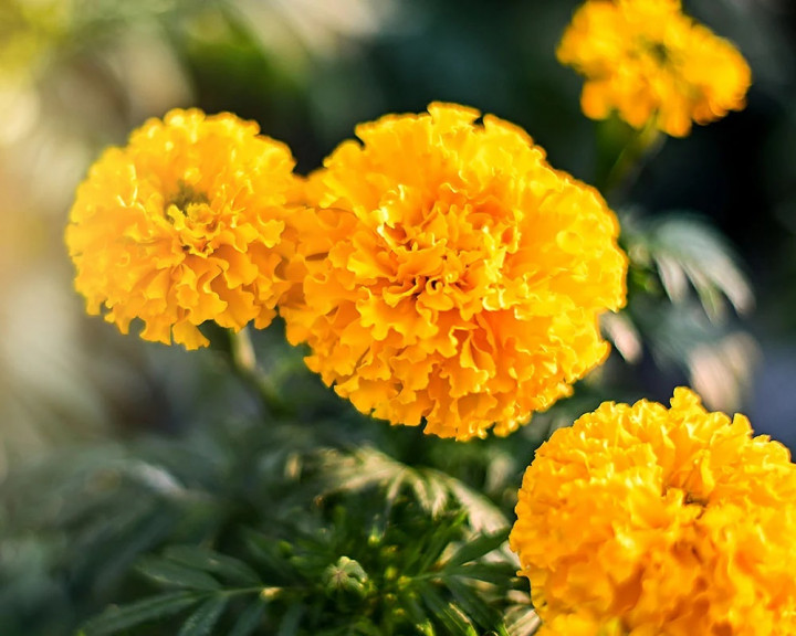 Populer Properti, Rumah dalam Film KKN di Desa Penari Dijual hingga Tanaman Pengusir Nyamuk