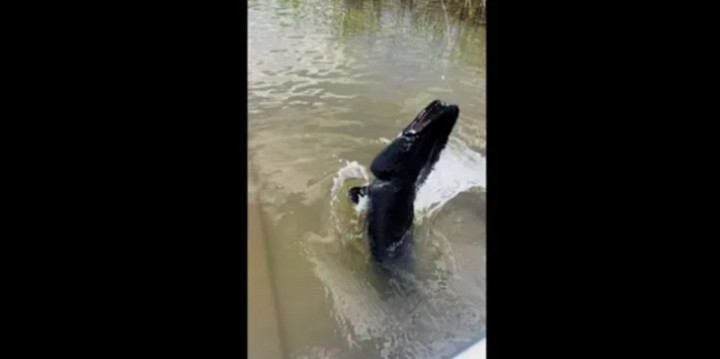 Pemancing Temukan Ikan Menakutkan yang Langka di Rawa Texas