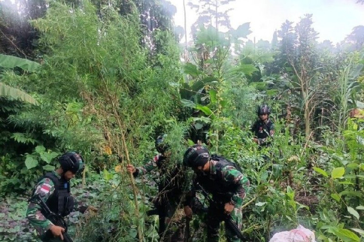 Satgas Pamtas Yonif 126 Temukan Ladang Ganja di Jalan Trans Papua Kabupaten Keerom