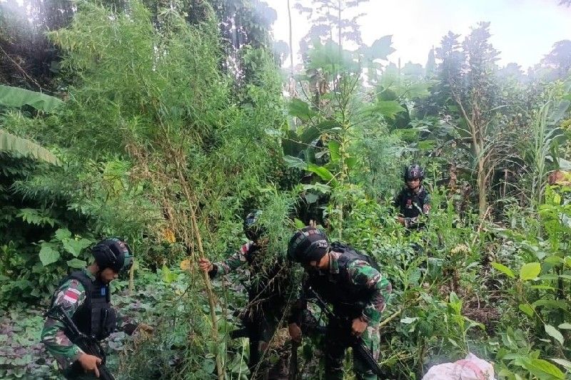 Satgas Pamtas Yonif 126 Temukan Ladang Ganja Di Jalan Trans Papua