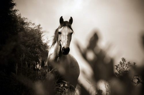 Ini gejala dan tips bagi mereka yang memiliki peternakan kuda. (Foto: Ilustrasi/Pexels.com)
