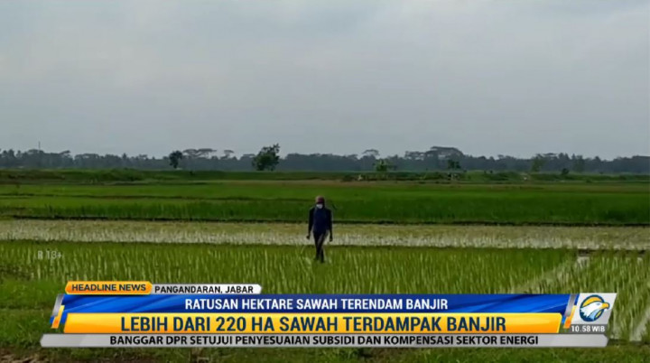 Sungai Meluap, 220 Hektare Sawah di Pangandaran Terendam
