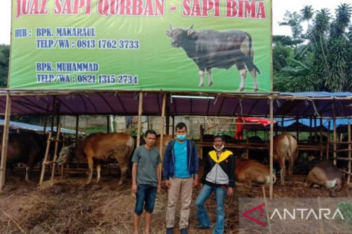 Pemkot Depok Belum Temukan Ternak Sapi Terinfeksi PMK