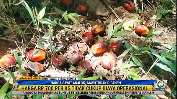 Harga Sawit Anjlok, Petani Biarkan Buah Sawit Membusuk