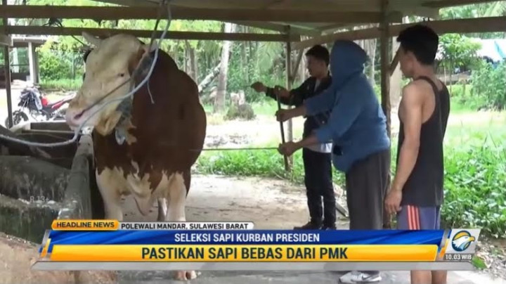 Wabah PMK Merebak, Seleksi Sapi Kurban Presiden Diperketat