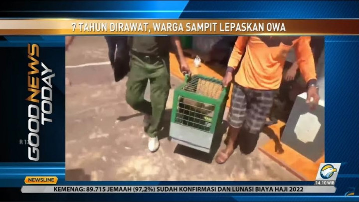 Warga Sampit Lepaskan Owa yang Telah 7 Tahun Dirawat