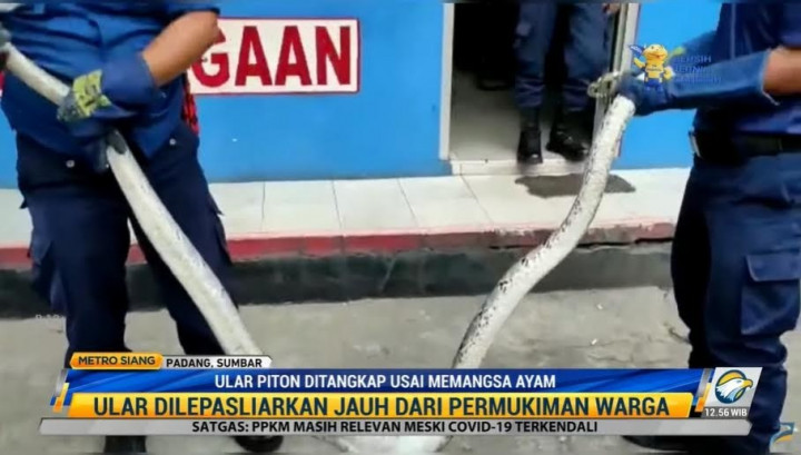Warga Padang Dibuat Geger Ular Piton 3 Meter Makan Ayam di Kandang