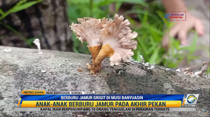 Hobi Warga Musi Banyuasin Berburu Jamur Grigit Nan Lezat