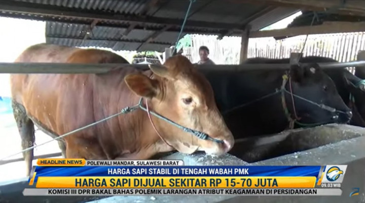 Harga Sapi di Polewali Mandar Stabil Jelang Iduladha