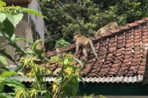 Ratusan Monyet Serang Rumah Warga di Kabupaten Malang