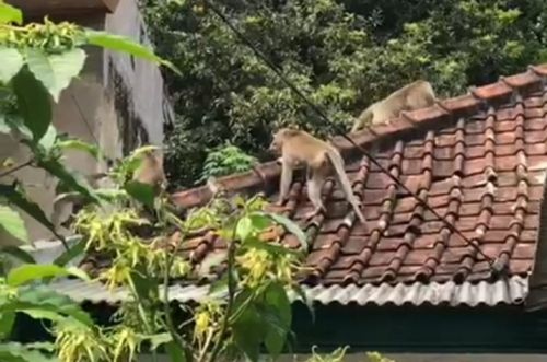 Serbuan Kera Liar, Jaringan Internet dan Listrik di Malang Terputus