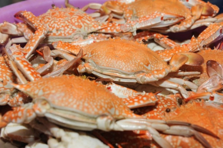 UMKM RI Ekspor 5 Ton Kepiting Bakau ke Tiongkok