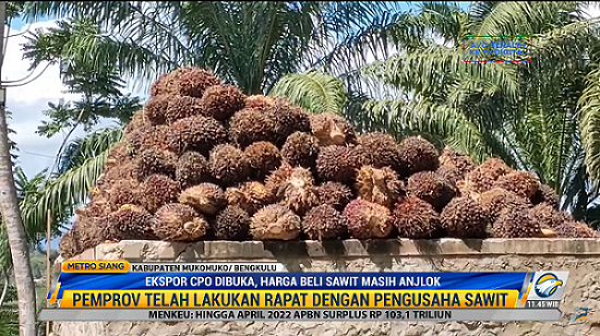 Ekspor CPO Dibuka, Harga Beli Sawit di Bengkulu Masih Anjlok