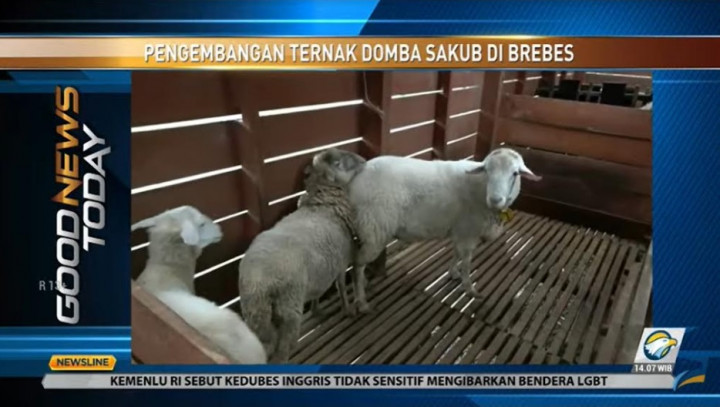 Brebes Kembangkan Peternakan Domba Sakub Jelang Iduladha