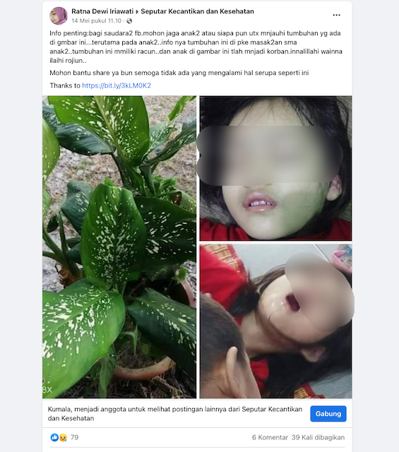 [Cek Fakta] Benarkah Racun Tanaman Sri Rejeki Membuat Kematian pada Anak? Cek Faktanya