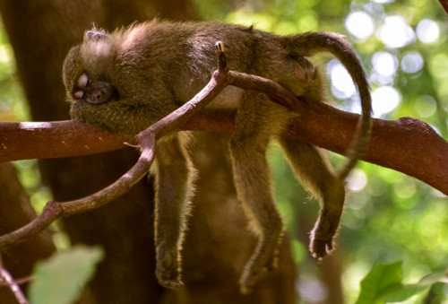 Kemenkes berikan keterangan soal kasus cacar monyet yang belum ada di Indonesia. (Foto: Ilustrasi/Pexels.com)