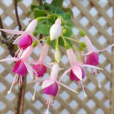 Ini cara menanam tanaman fuchsia. (Foto: Dok. Instagram Fuchsia Plants/@fuchsia_plug_plants)