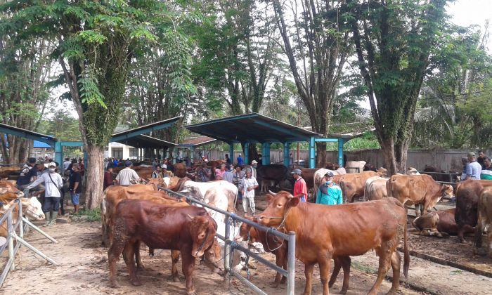 Tips Mengolah Daging dan Susu Saat Wabah PMK