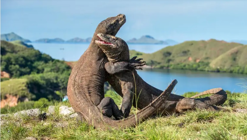Melihat kadal raksasa ini jangan kamu lewatkan jika berkunjung ke Labuan Bajo. (Foto: Traveloka)