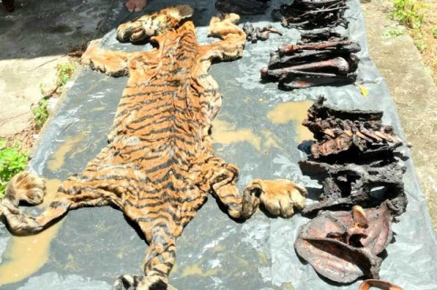 Dua Terduga Penjual Kulit Harimau Ditangkap di Aceh