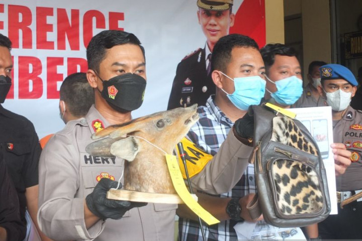 Pemasok Satwa Langka untuk Diawetkan Perajin di Jember Diburu