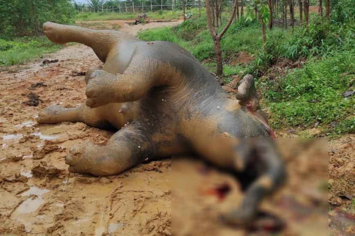 Duh, Gajah Hamil Tua Ditemukan Mati di Konsesi HTI Bengkalis