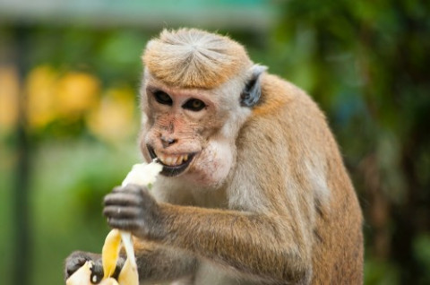 Epidemiolog Sebut Perlu Edukasi Sedini Mungkin Soal Cacar Monyet