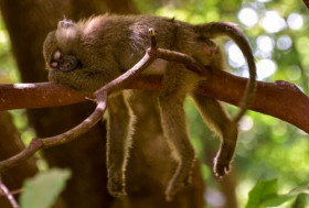 Kemenkes Terbitkan Edaran Kewaspadaan Terhadap Cacar Monyet