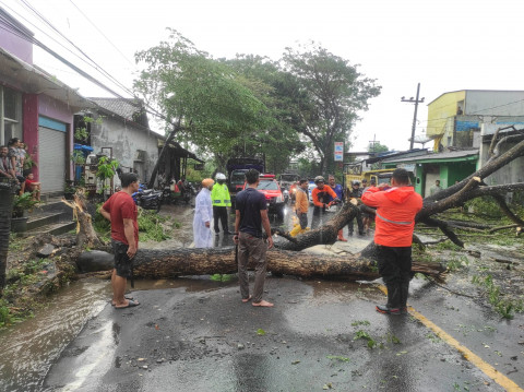 Pohon Tumbang Akibat Angin Kencang, Jalur Penghubung Malang-Blitar Macet