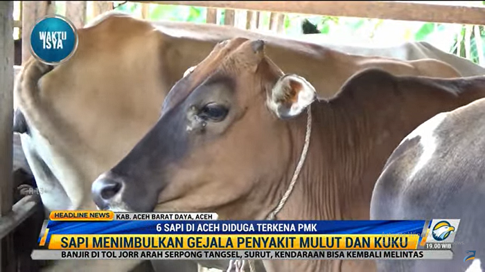 6 Sapi di Aceh Barat Daya Diduga Terjangkit PMK